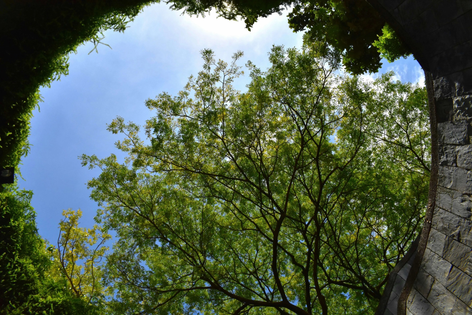 Tree canopy and open sky seen from below in the city