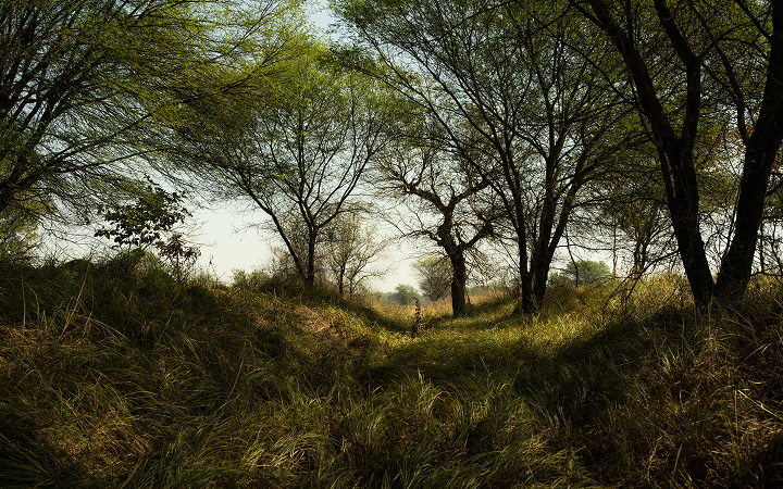 A trail through the bioreserve grasses and khejri canopy at Dhun